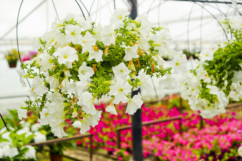 Kwiaty na każdą okazję zdjęcie nr 155392