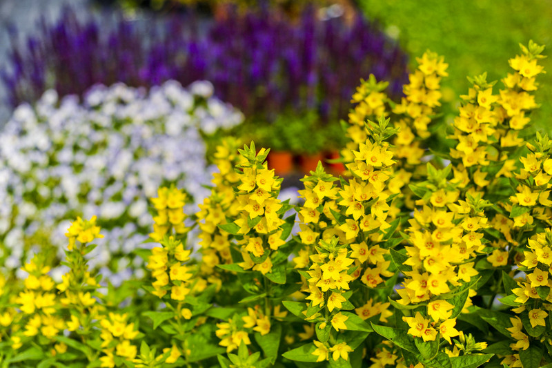 Kwiaty na każdą okazję zdjęcie nr 155384