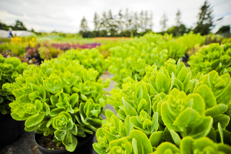 Kwiaty na każdą okazję zdjęcie nr 155379