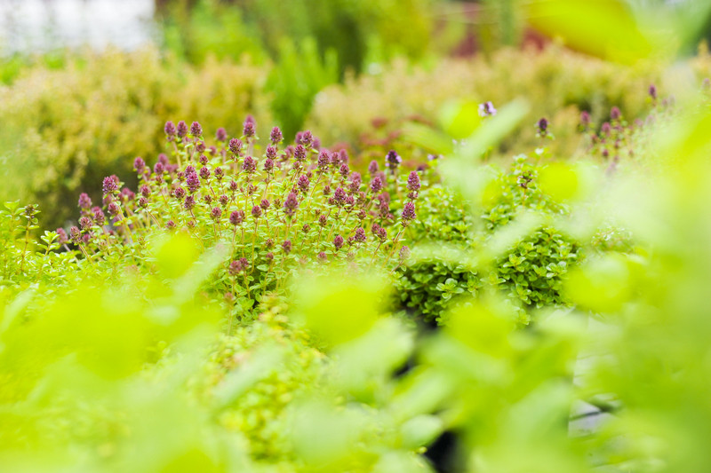 Kwiaty na każdą okazję zdjęcie nr 155410