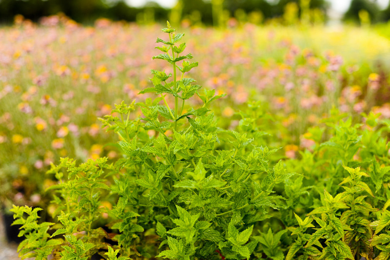 Kwiaty na każdą okazję zdjęcie nr 155387
