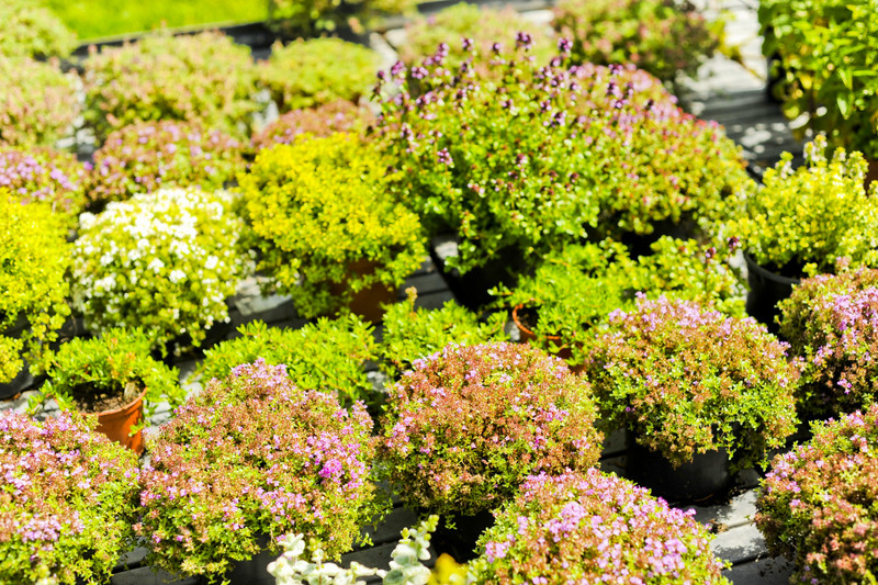 Kwiaty na każdą okazję zdjęcie nr 155414