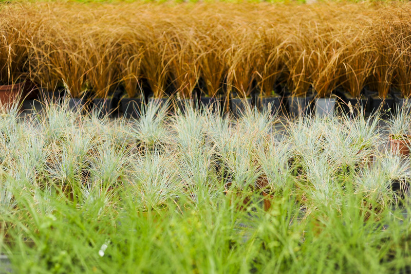 Kwiaty na każdą okazję zdjęcie nr 155374