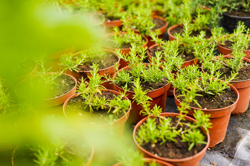 Kwiaty na każdą okazję zdjęcie nr 155385