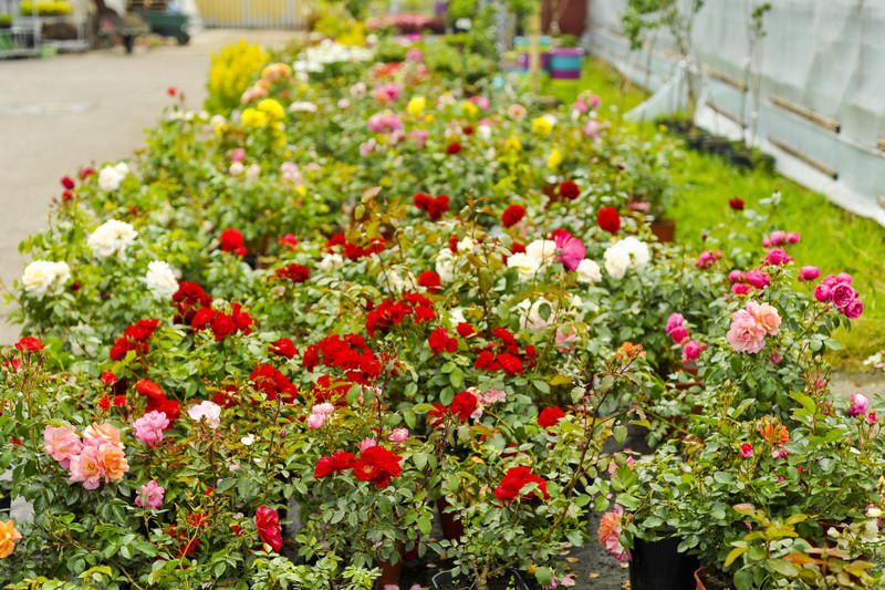 Kwiaty na każdą okazję zdjęcie nr 155406