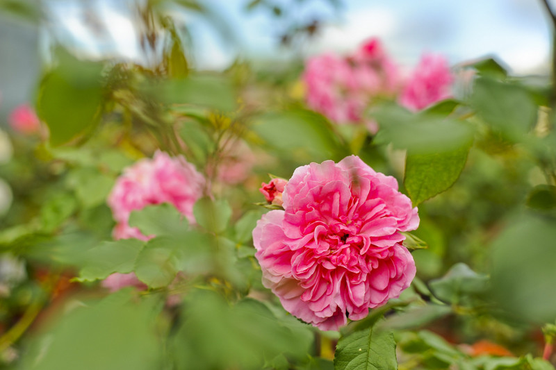 Kwiaty na każdą okazję zdjęcie nr 155403