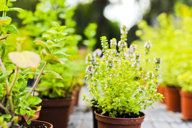 Kwiaty na każdą okazję zdjęcie nr 155412