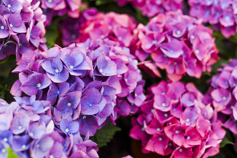 Kwiaty na każdą okazję zdjęcie nr 155394