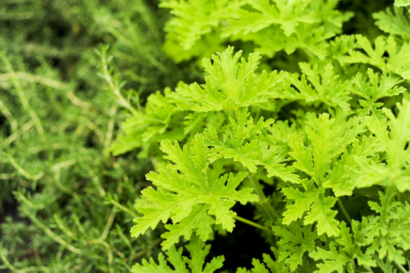 Kwiaty na każdą okazję zdjęcie nr 155400