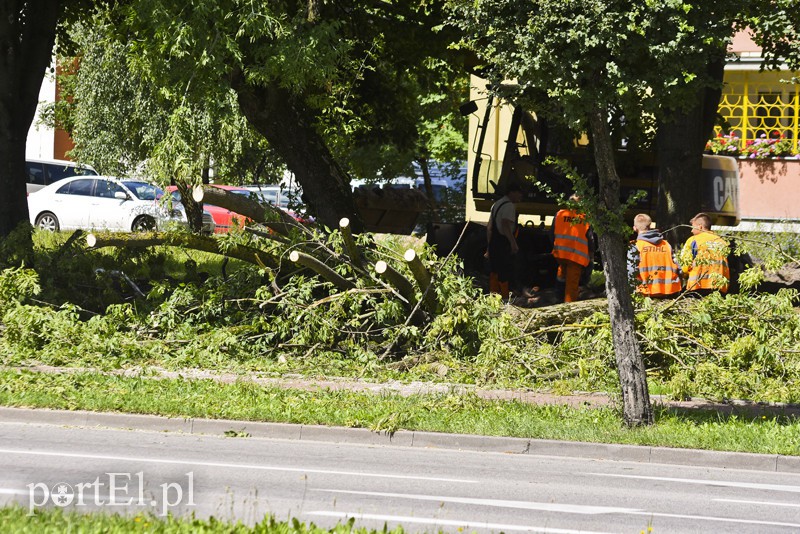 Elbląg Drzewo spadło prosto na jadące auto