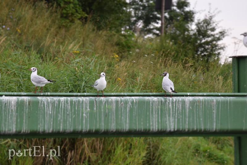 Mało słoneczny patrol zdjęcie nr 157469