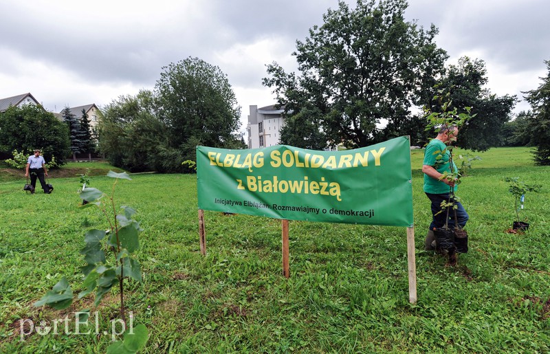 Elbląg Oni tną, my sadzimy