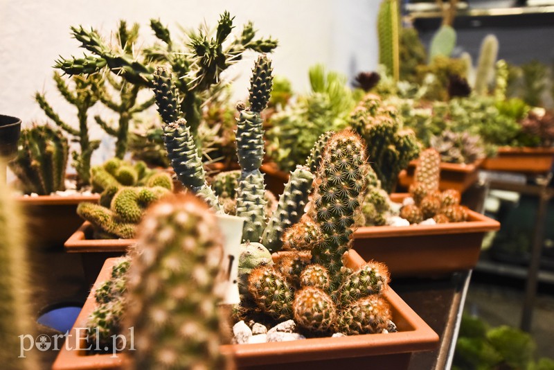 Za nami pierwszy dzień Święta Chleba zdjęcie nr 159171