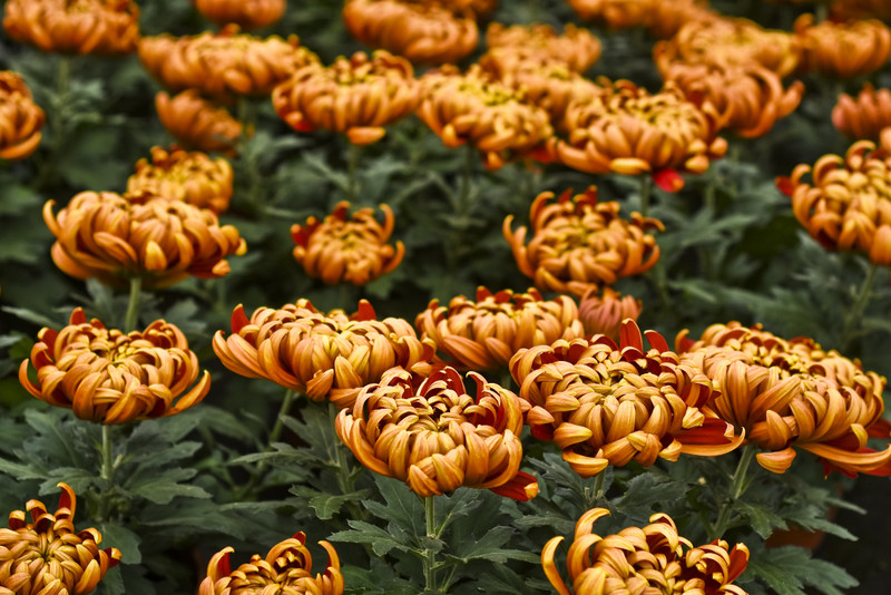 Jesień rozkwita głębokimi barwami zdjęcie nr 162080