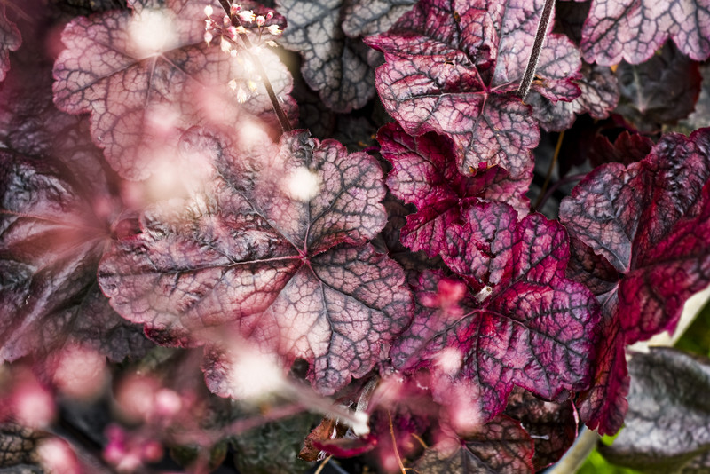 Jesień rozkwita głębokimi barwami zdjęcie nr 162096