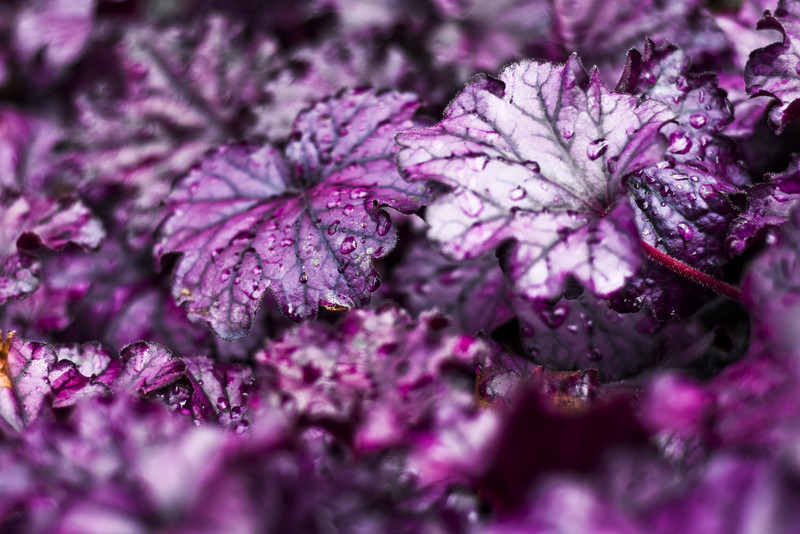 Jesień rozkwita głębokimi barwami zdjęcie nr 162095