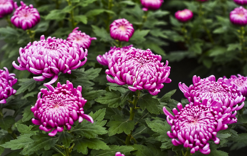 Jesień rozkwita głębokimi barwami zdjęcie nr 162079