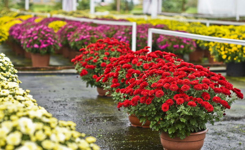 Jesień rozkwita głębokimi barwami zdjęcie nr 162076