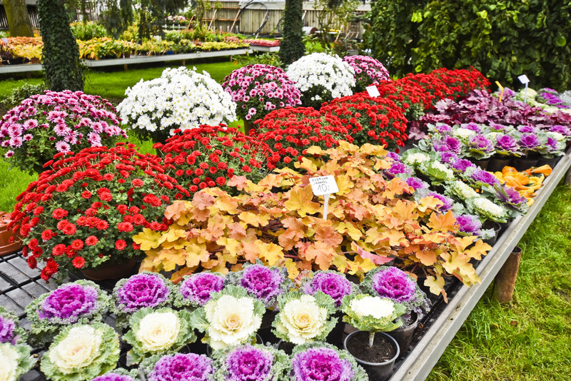 Jesień rozkwita głębokimi barwami zdjęcie nr 162091