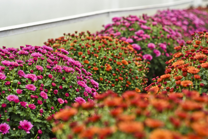 Jesień rozkwita głębokimi barwami zdjęcie nr 162075