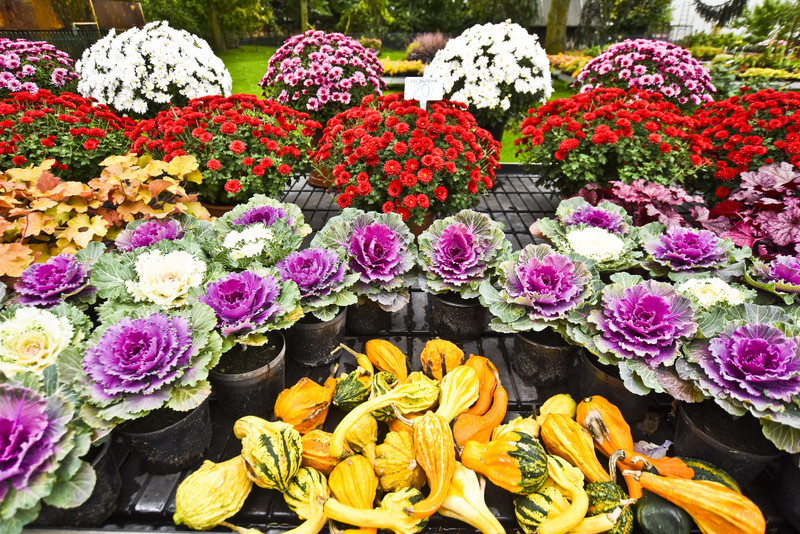 Jesień rozkwita głębokimi barwami zdjęcie nr 162090