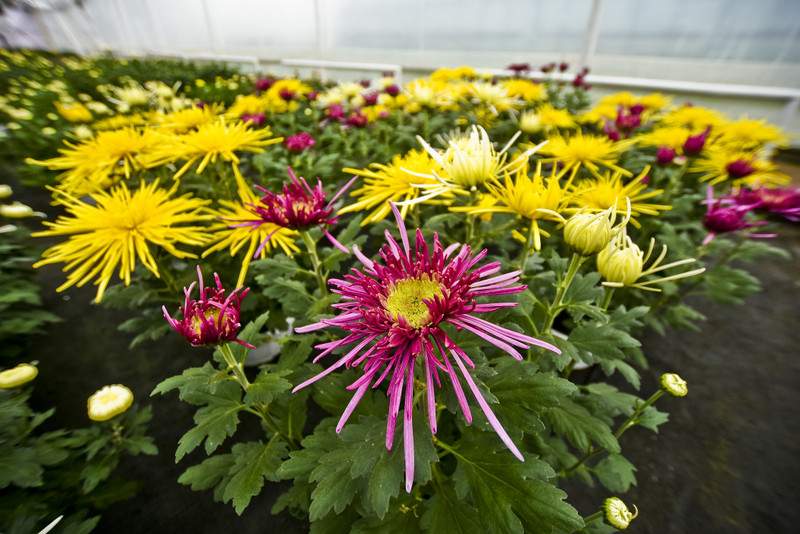 Jesień rozkwita głębokimi barwami zdjęcie nr 162078