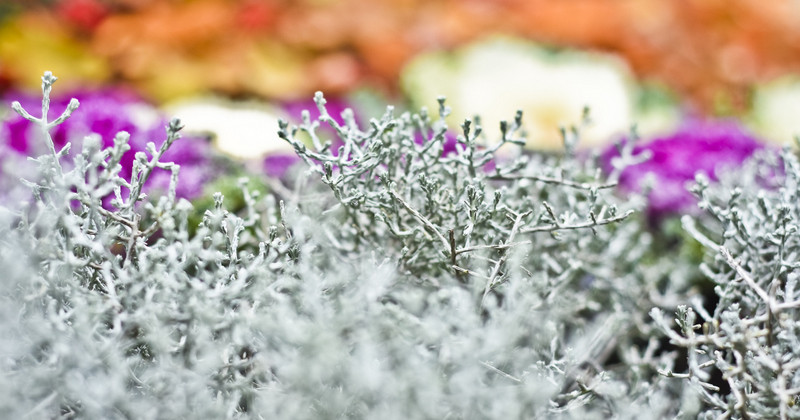 Jesień rozkwita głębokimi barwami zdjęcie nr 162097