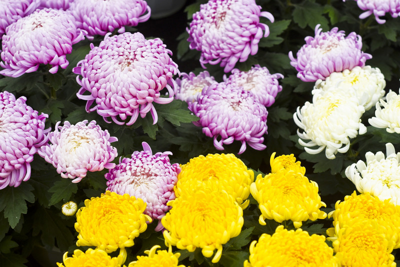 To one podkreślą te dni zdjęcie nr 163379