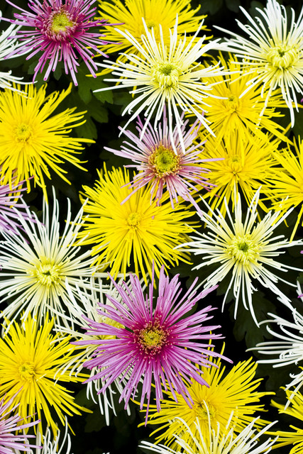 To one podkreślą te dni zdjęcie nr 163380