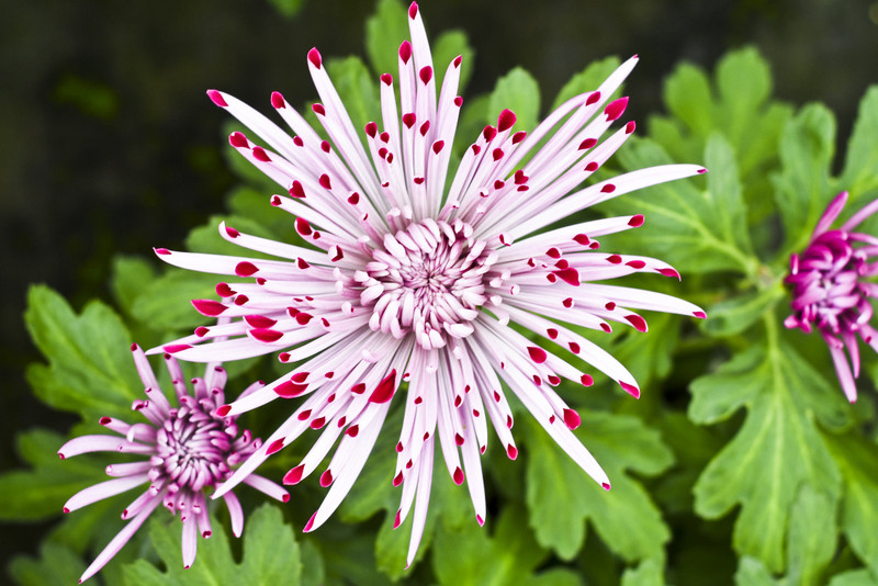 To one podkreślą te dni zdjęcie nr 163376