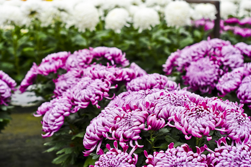 To one podkreślą te dni zdjęcie nr 163377