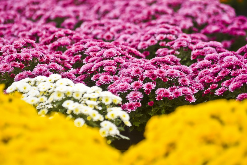 To one podkreślą te dni zdjęcie nr 163389