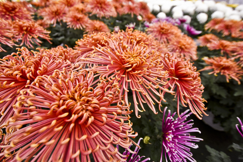 To one podkreślą te dni zdjęcie nr 163383