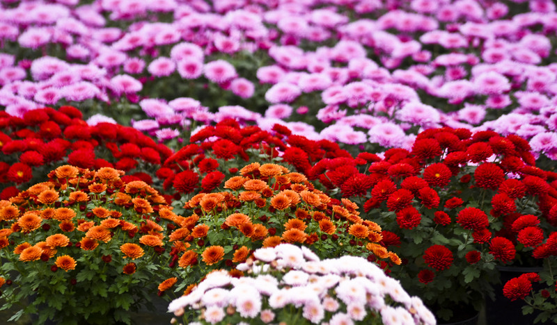 To one podkreślą te dni zdjęcie nr 163390