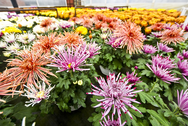 To one podkreślą te dni zdjęcie nr 163375