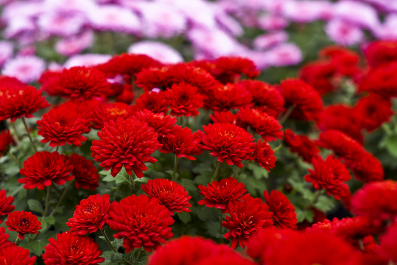 To one podkreślą te dni zdjęcie nr 163392