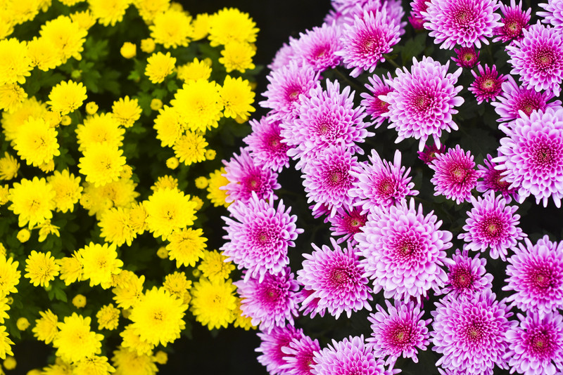 To one podkreślą te dni zdjęcie nr 163391