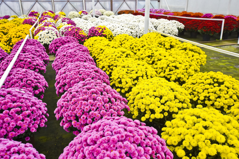 To one podkreślą te dni zdjęcie nr 163394