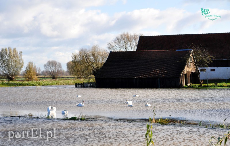 Wysoka woda na Żuławach zdjęcie nr 163794