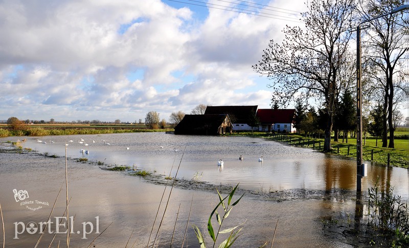 Wysoka woda na Żuławach zdjęcie nr 163795