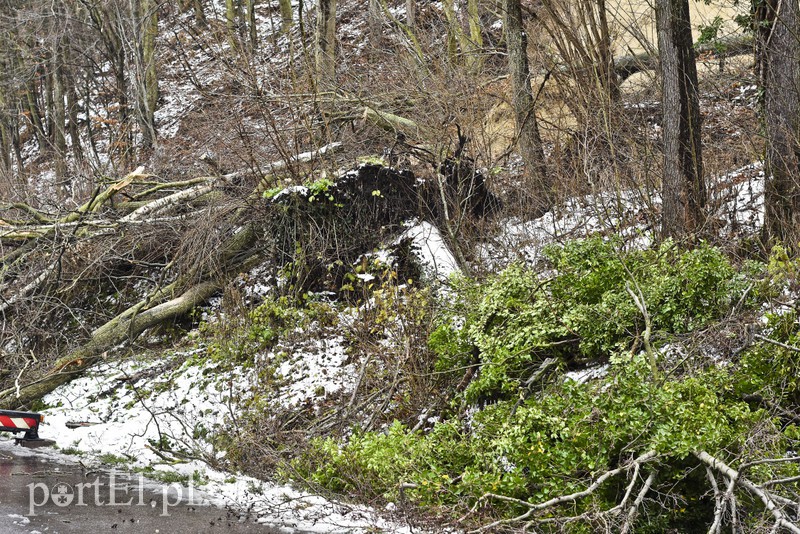 Skarpa z drzewami osunęła się na drogę zdjęcie nr 165572