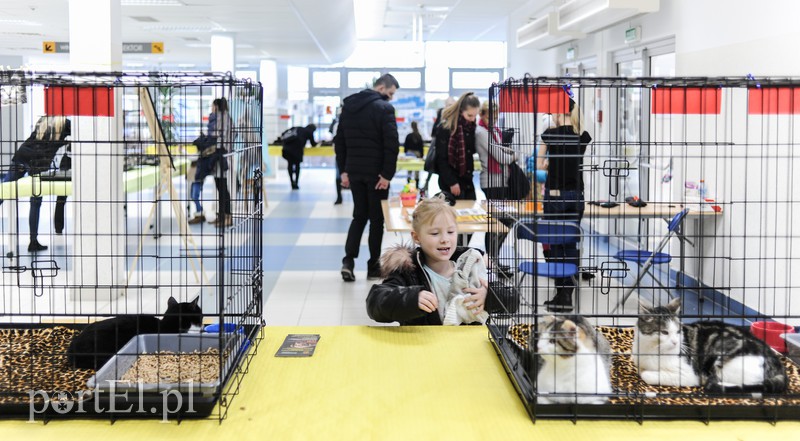 Święto kotów i kociarzy zdjęcie nr 170190