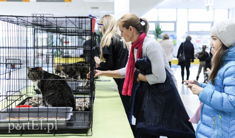 Święto kotów i kociarzy zdjęcie nr 170194