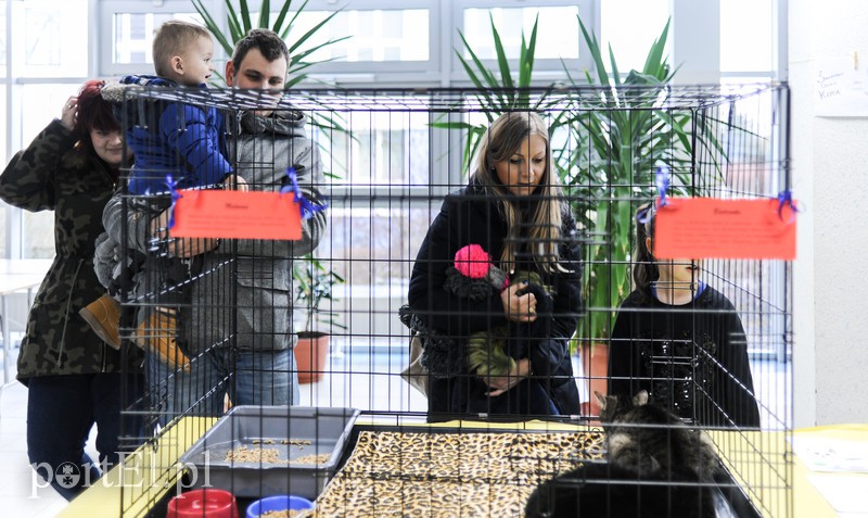 Święto kotów i kociarzy zdjęcie nr 170200