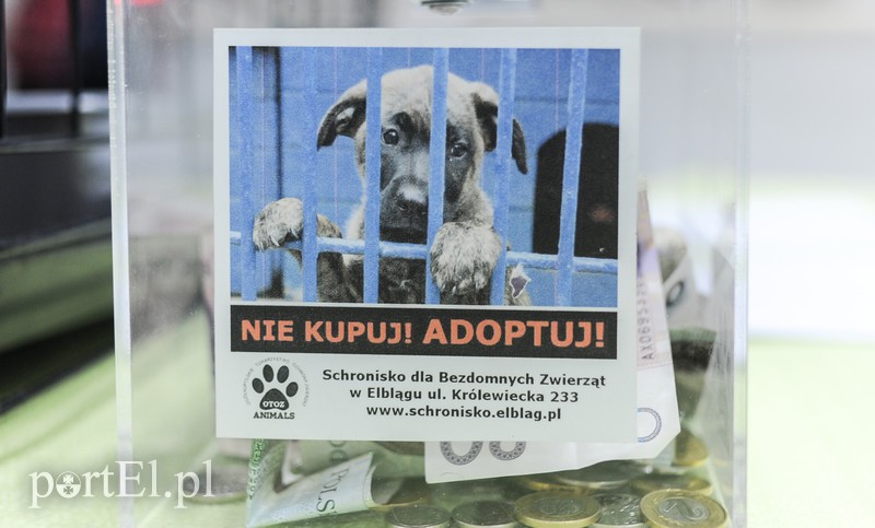 Święto kotów i kociarzy zdjęcie nr 170197