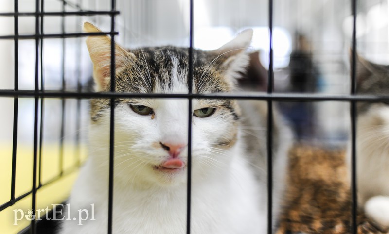 Święto kotów i kociarzy zdjęcie nr 170191