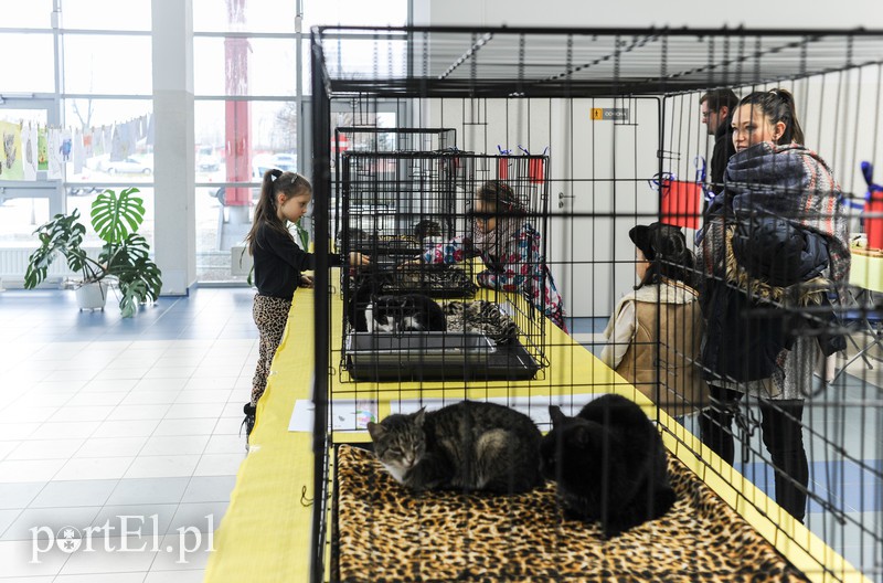 Święto kotów i kociarzy zdjęcie nr 170183