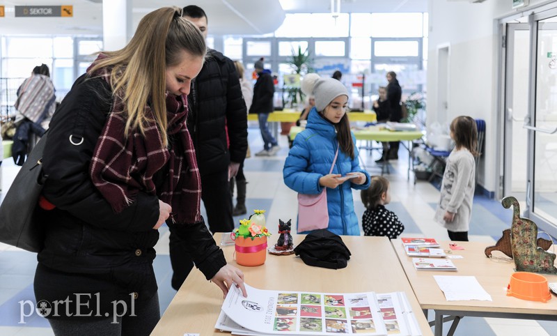 Święto kotów i kociarzy zdjęcie nr 170193