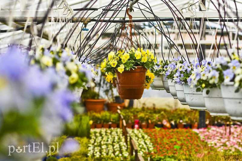 Dajmy im więcej światła, a odwdzięczą się zdjęcie nr 171812