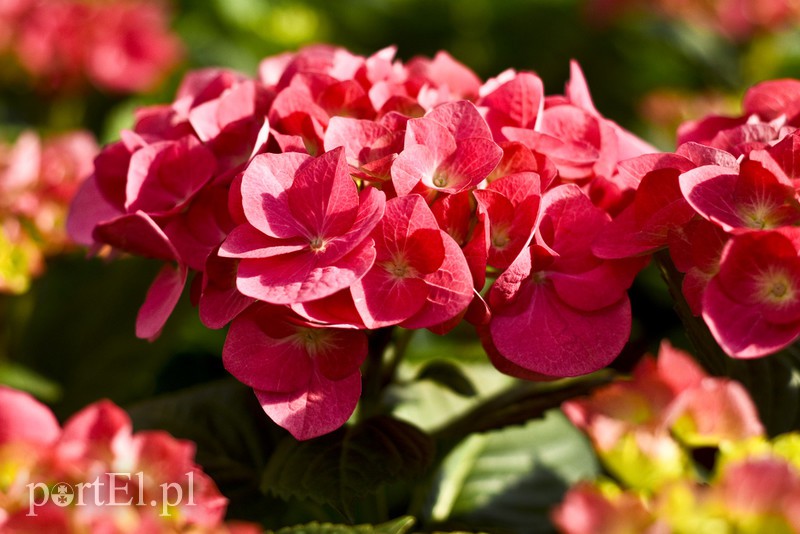 Dajmy im więcej światła, a odwdzięczą się zdjęcie nr 171803